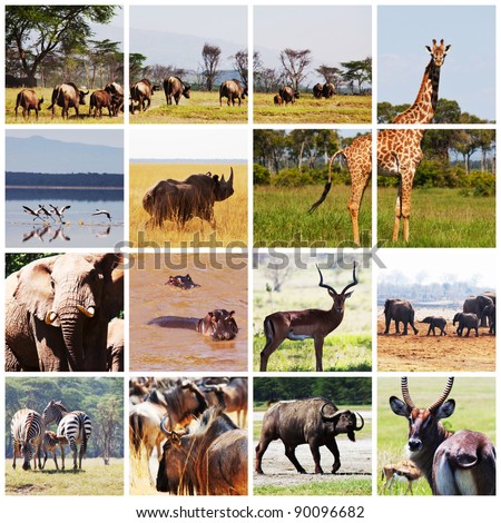 Safari Animal Collage Stock Images, Royalty-Free Images & Vectors ...