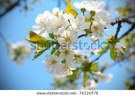 Spring cherry blossom with soft background.