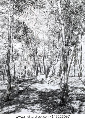 coniferous forest essay coniferous forest essay