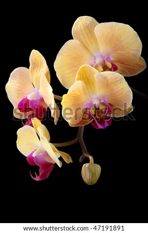 Gorgeous peach colored phalaenopsis orchid flower on black background