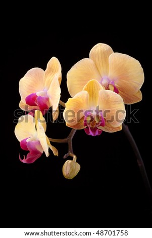 Gorgeous peach colored phalaenopsis orchid flower on black background