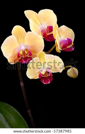 Gorgeous peach colored phalaenopsis orchid flower on black background