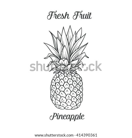 Hand drawn pineapple icon. Vector illustration pineapple in old ink style. For brochures, banner, restaurant menu and market