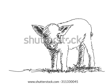 Realistic Pig Clip Art - photo #23