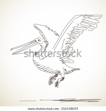 Pelican Flying Drawing Easy - Shutterstock Drawn Hand Pelican Flying ...