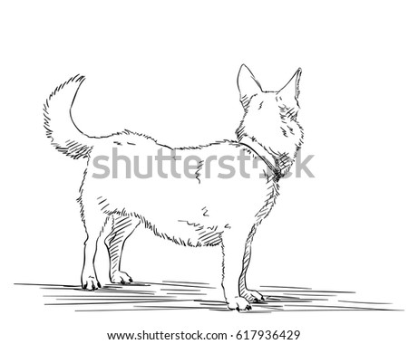 Dog Standing Back Stock Vectors, Images & Vector Art | Shutterstock