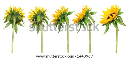 Stock Images similar to ID 54229399 - five long stem sunflower on...
