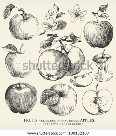 Collection of highly detailed hand drawn apples.