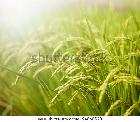 Rice field