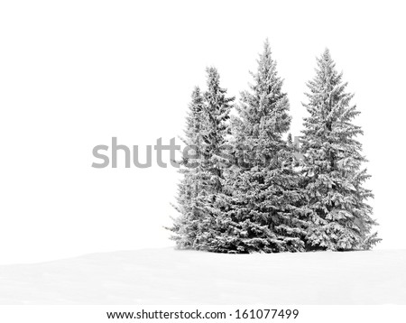 Group of frosty spruce trees in snow isolated on white