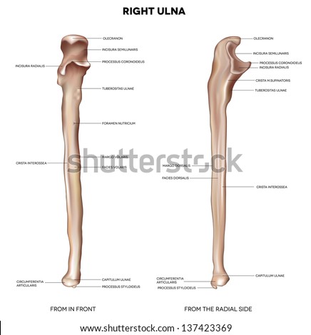 Radius Human Right Radius Bone Detailed Stock Illustration 139133633