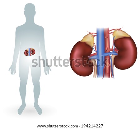Human Kidneys Detailed Anatomy Diagram Stock Vector 194214227