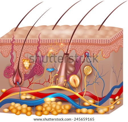 human skin layers stock images royalty free images vectors human skin layers stock images royalty free images vectors human skin layers stock images royalty free images vectors human skin layers stock images royalty free images vectors