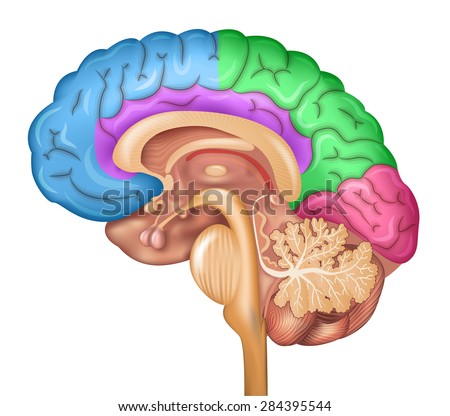 Human brain lobes, beautiful colorful illustration detailed anatomy. Sagittal view of the brain. Isolated on a white background.
