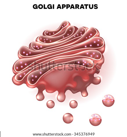 Golgi Apparatus Stock Images, Royalty-Free Images & Vectors | Shutterstock