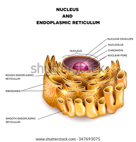 Endoplasmic Reticulum Stock Images; Royalty-Free Images & Vectors