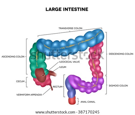 Rectum Stock Photos, Images, & Pictures | Shutterstock