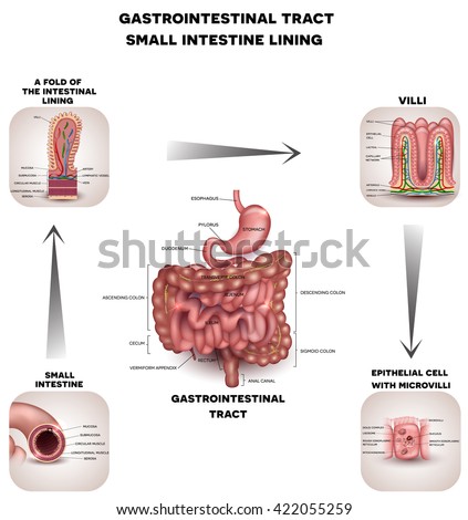 Intestines Drawing Stock Images, Royalty-Free Images & Vectors