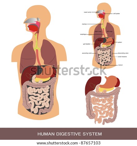 Digestive System Detailed Diagram Gallery - How To Guide 