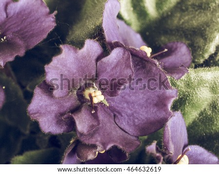 Eudicots Stock Photos Royalty-Free Images Vectors