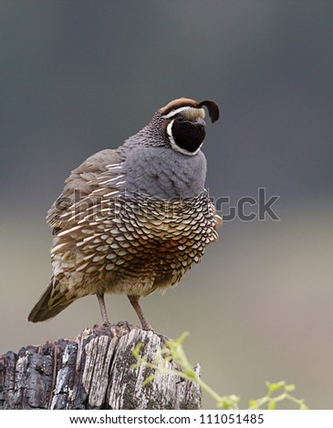 California Valley Quail, the State Bird of California, on natural wood ...