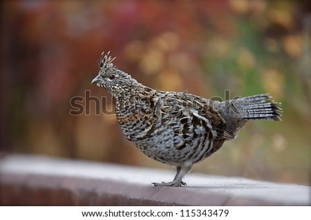 ruffed grouse bonasa umbellus against a background of colorful autumn leaves the state