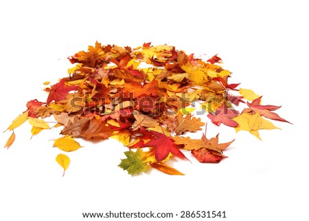 autumn leaves isolated on the white background
