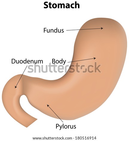 Stomach Labeled Diagram Stock Vector 180516914 - Shutterstock