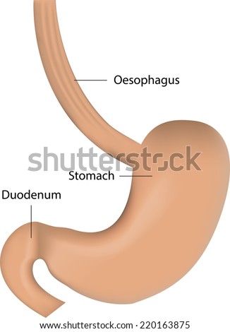 Oesophagus Stock Photos, Images, & Pictures | Shutterstock