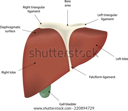 Liver Anatomy Labeled Diagram Stock Illustration 220894729 - Shutterstock