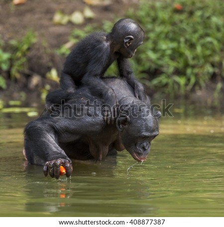 stock-photo--bonobo-standing-on-her-legs-in-water-with-a-cub-on-a-back-and-drink-water-green-natural-408877387.jpg