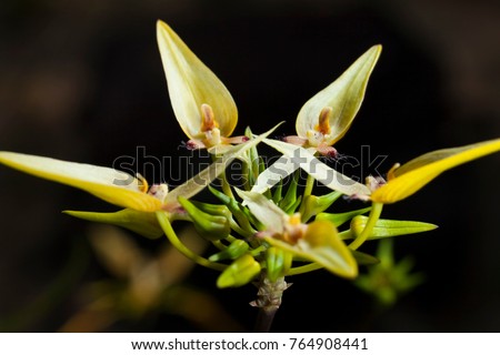 HOA GIEO TỨ TUYỆT - Page 28 Stock-photo-wild-orchid-bulbophyllum-blepharistes-764908441