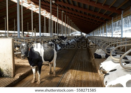 Cow-shed Stock Images, Royalty-Free Images &amp; Vectors 