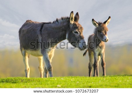 Grey Cute Baby Donkey Mother On Stock Photo Royalty Free