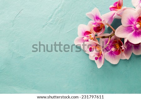 Orchids bloom. White with pink color. Spa card.
