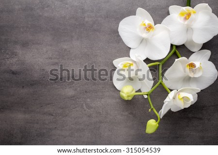 White orchid on the grey background.