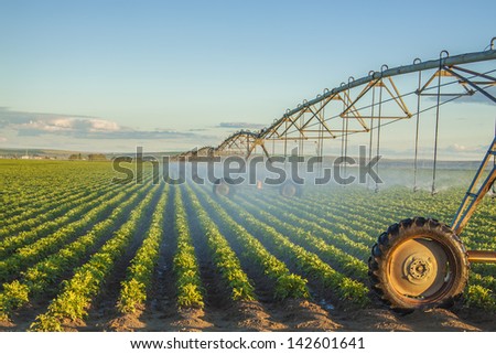 potato field irrigated by a pivot sprinkler system