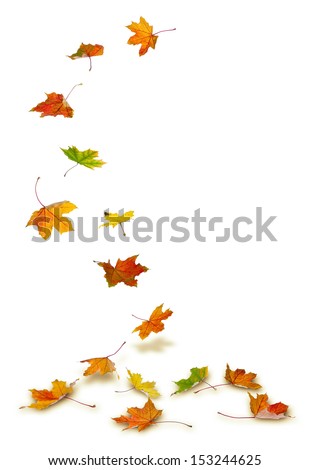 Maple autumn leaves falling to the ground, on white background.