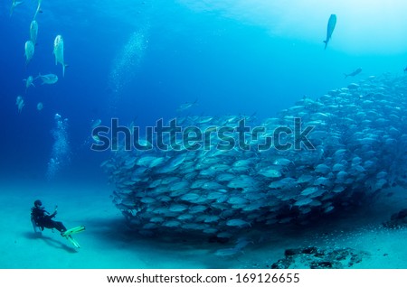 Great Barrier Reef Stock Photos, Images, & Pictures | Shutterstock