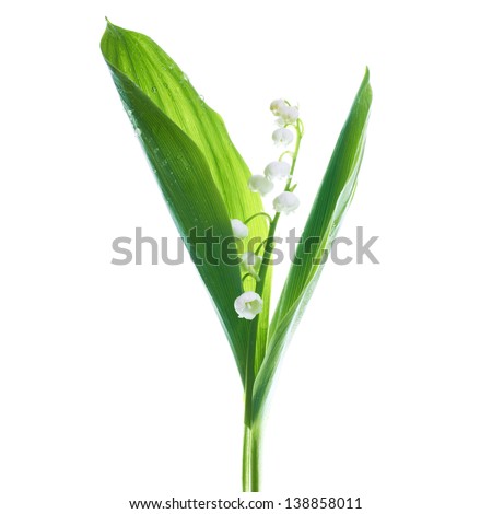 Lily-of-the-valley Stock Images, Royalty-Free Images & Vectors ...