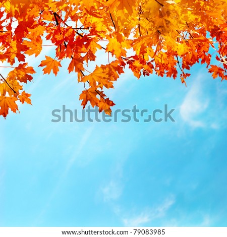 Autumn leaves with the blue sky background