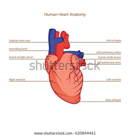 Diagram Showing Blood Flow Human Heart Stock Vector ...
