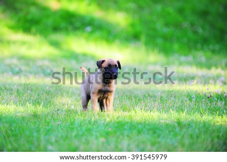 belgian shepherd rescue south africa belgian shepherd stock images royalty free images u0026 vectors belgian shepherd rescue south africa belgian shepherd stock images royalty free images u0026 vectors