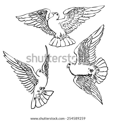 Realistic Dove Coloring 8