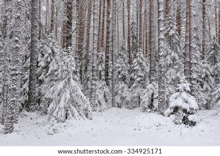 Taiga Stock Photos, Images, & Pictures | Shutterstock