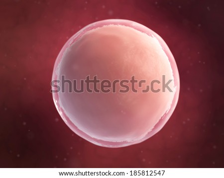 Scientific Illustration Human Egg Cell Stock Illustration 185812547 ...