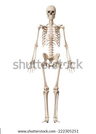 Human Penis Anatomy Stock Illustration 13949575 - Shutterstock