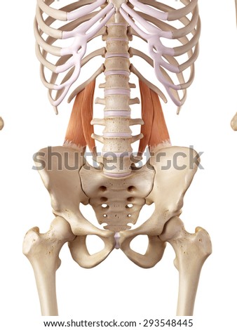 Muscle Anatomy Stock Images, Royalty-Free Images & Vectors | Shutterstock