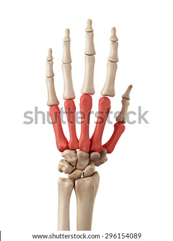 Metacarpal Bone Stock Images, Royalty-Free Images & Vectors | Shutterstock