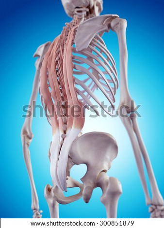 Erector Spinae Muscle Stock Images, Royalty-Free Images & Vectors